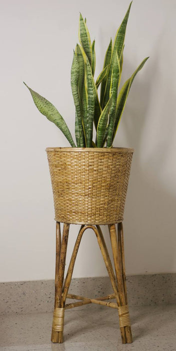 Cane Planter 7