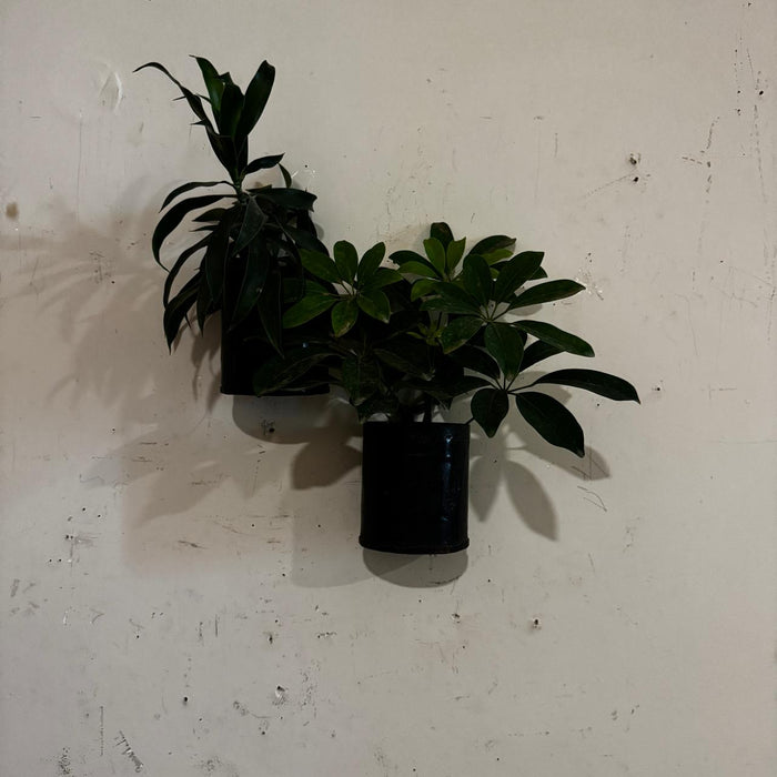 Hanging metal planter ( Each )