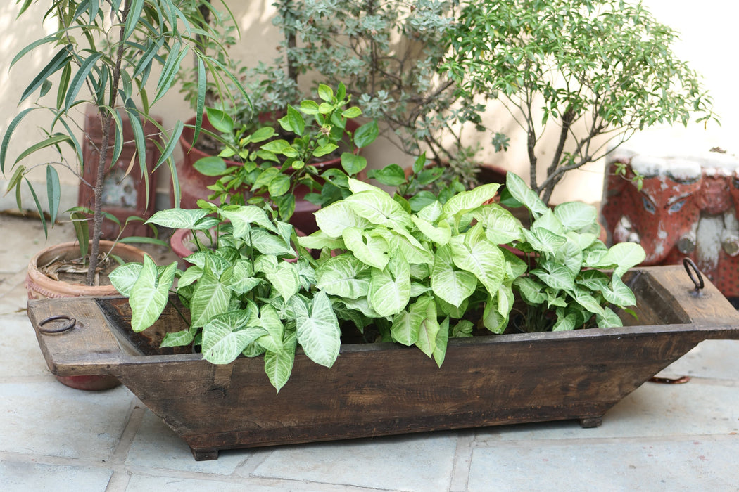 Kashish  13 : Long Wooden Planter  ( 4 feet +, without stand )