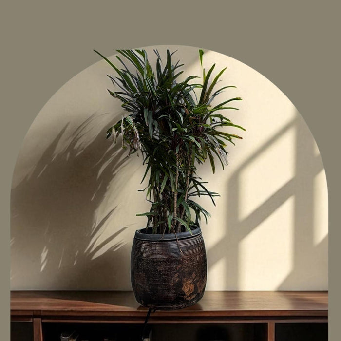 Circular Wooden Planter – Handcrafted Elegance; Aarav 5