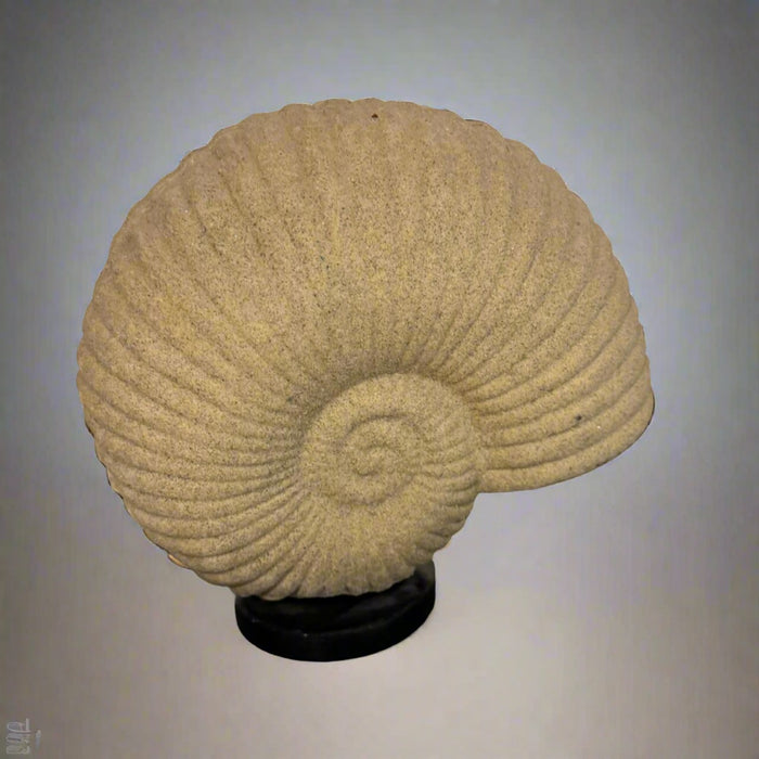 Shell  lamp ; Noor 4